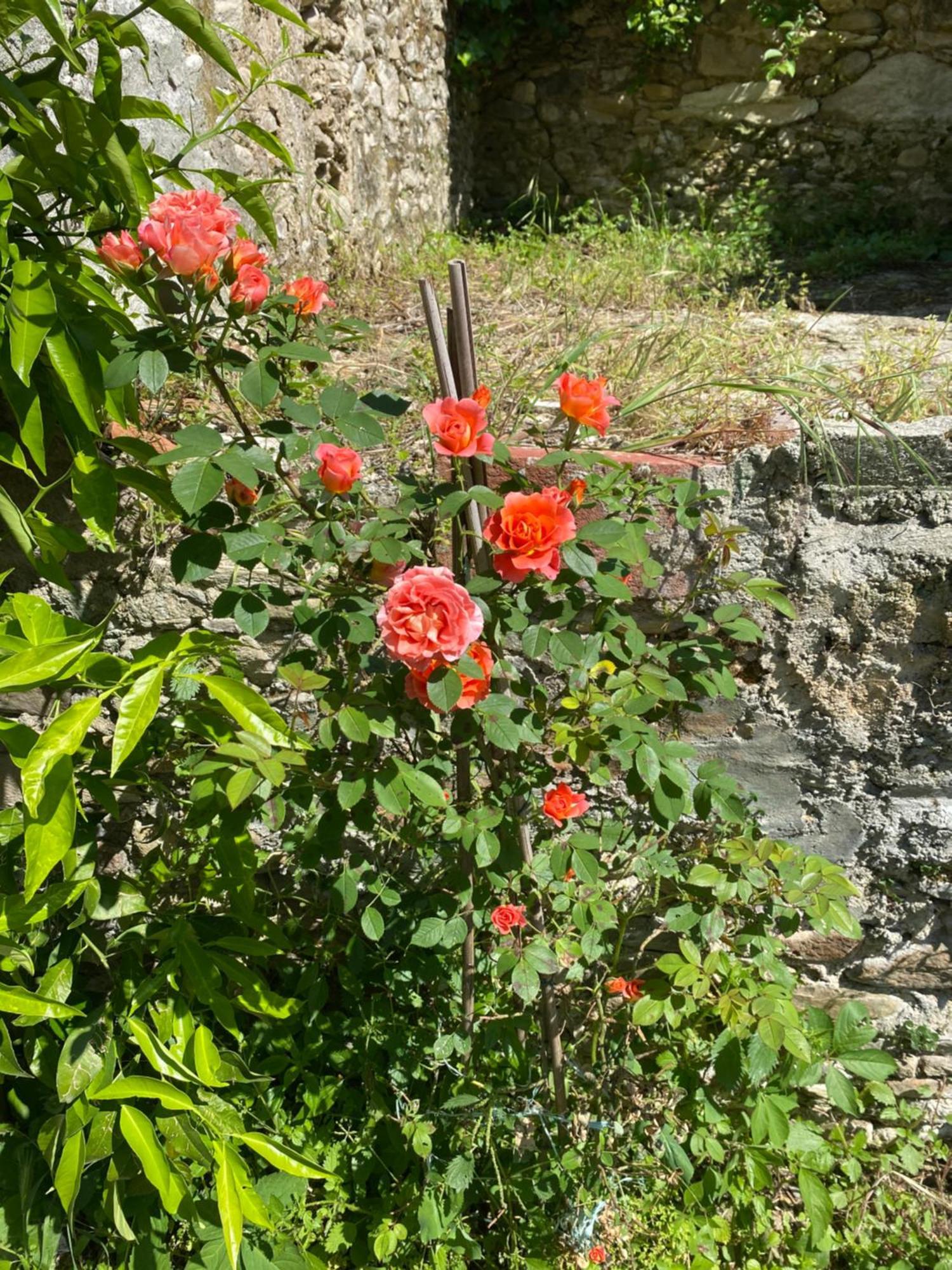 Dolce Vita In Tuscany Cottage 卡潘诺里 外观 照片